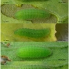 lyc tityrus larva3 volg2